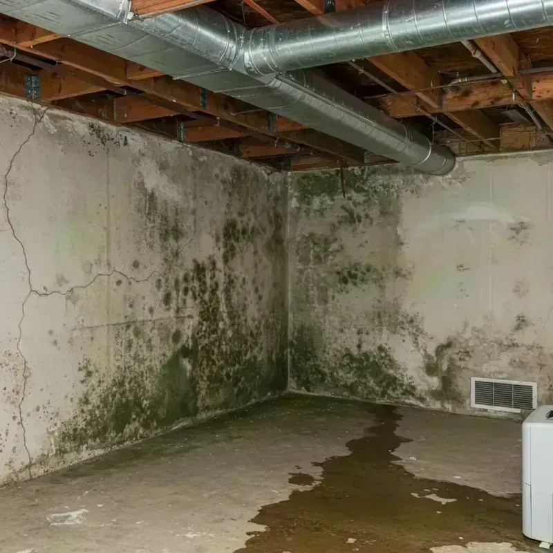 Professional Mold Removal in Smithville, MO